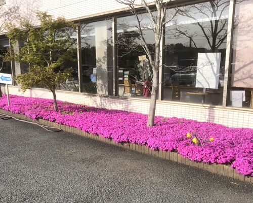 しばさくら