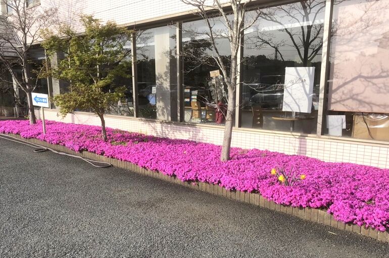 しばさくら