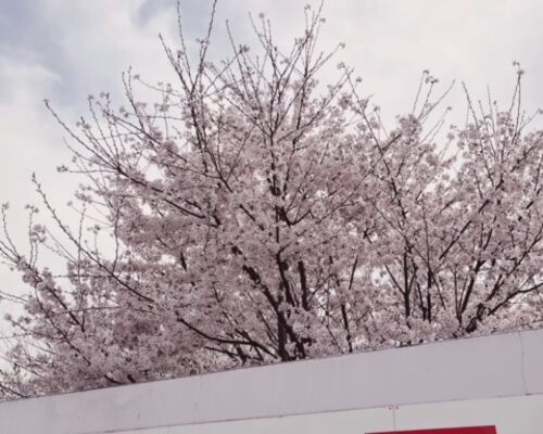 桜　写真