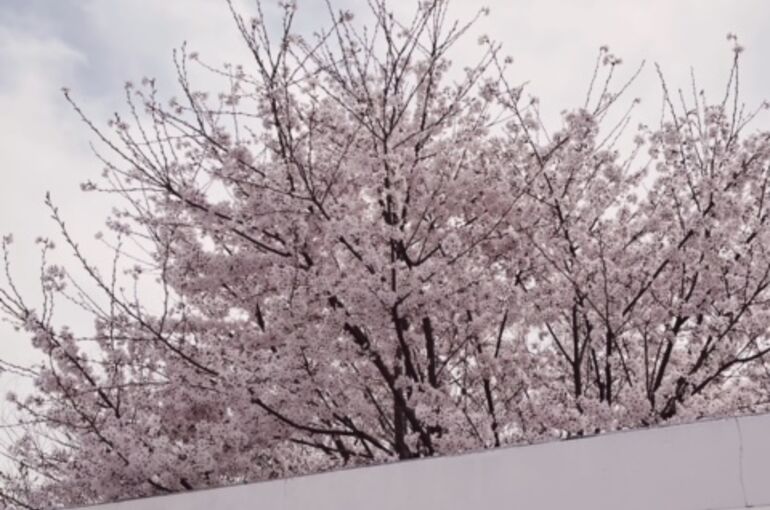 桜　写真